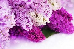 紫色丁香花的花语有哪些？