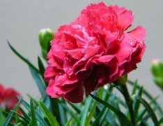 桃红色康乃馨花语有哪些？