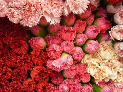 不同颜色康乃馨花语有哪些？