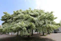 流苏树的花语和植物文化有哪些？