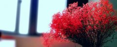 满天星不同颜色的花语