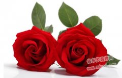 两朵玫瑰代表什么？两朵玫瑰的花语有哪些？