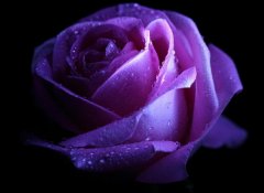 紫玫瑰的花语及紫玫瑰花语传说有哪些？