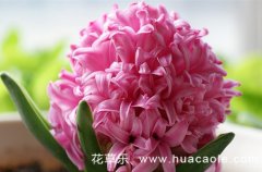 风信子花语:各色风信子的花语有哪些？