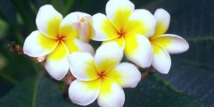 鸡蛋花花语有哪些？