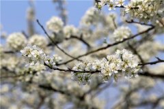 梨树的花语和文化寓意有哪些？