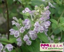 韩信草、半枝莲的花语