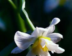 水仙花的花语有哪些？
