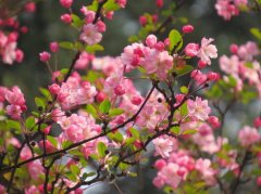 山樱花花语及传说都有哪些？