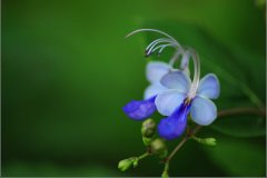 蓝蝴蝶的花语和名称由来有哪些？