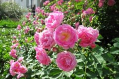 粉红蔷薇花花语有哪些？
