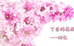 丁香花的花语有哪些？