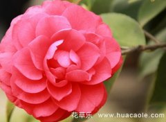 茶花花语大全：山茶花花语有哪些？