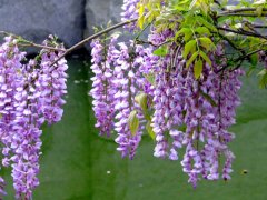 紫藤花的花语有哪些？