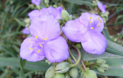 紫露草的作用与花语寓意介绍有哪些？