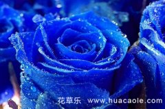 玫瑰花语：蓝玫瑰的花语有哪些？