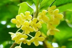 十二星座之天蝎座的花语：大波斯菊、桂花、文竹有哪些？