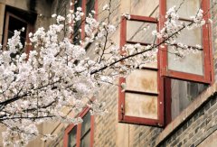 满树烂漫的樱花花语和传说有哪些？