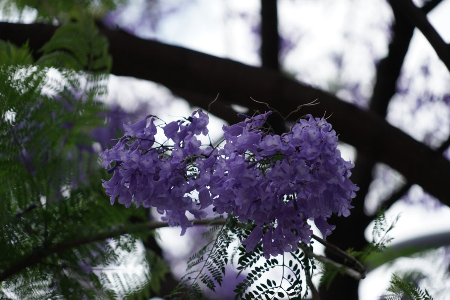 红花楹和蓝花楹的花语