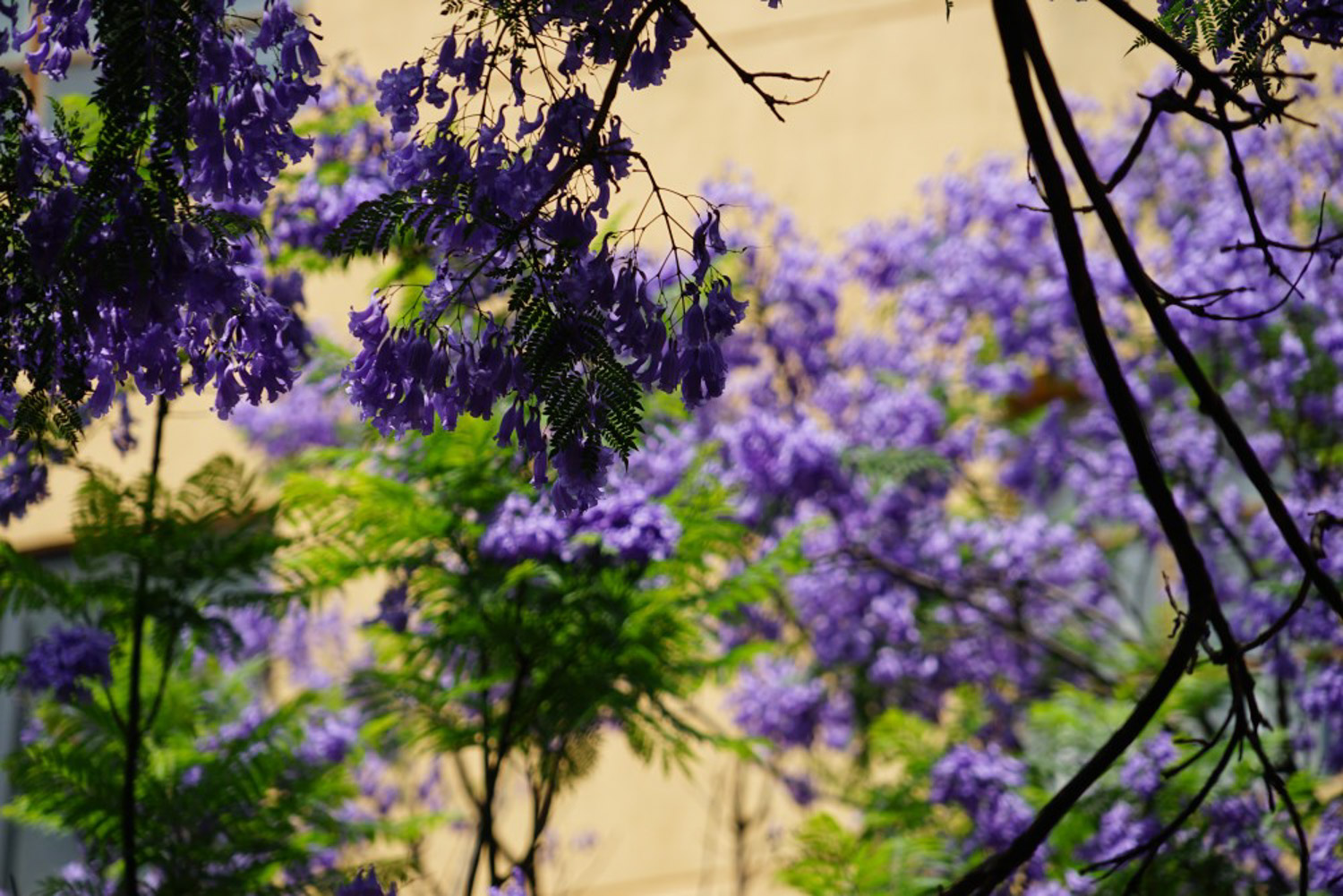 红花楹和蓝花楹的花语