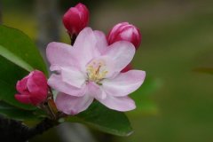 西府海棠的花语是什么？