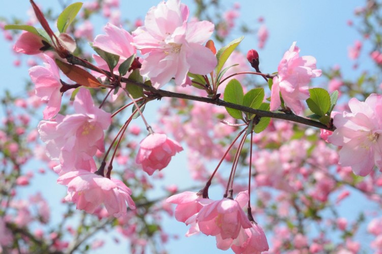 西府海棠的花语是什么？
