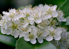 石楠花的花语是什么