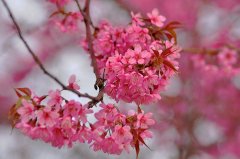樱花花语大全有哪些？
