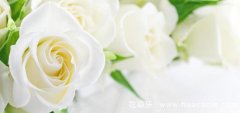白玫瑰花语和朵数表达的含义有哪些？