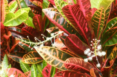 植物界的变色龙变叶木的花语有哪些？