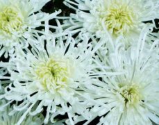 鳞托菊的花语有哪些？