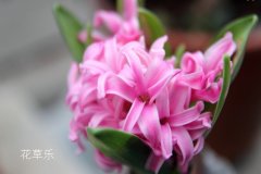 花语大全：风信子花语有哪些？