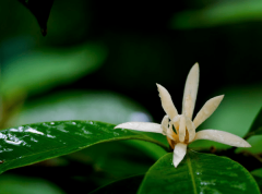 白兰花花语是是什么？白兰花花语介绍有哪些？