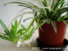 吊兰的花语及吊兰的传说有哪些？