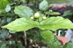 茉莉花花语及茉莉花象征意义有哪些？