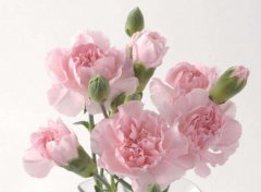 不同朵数的康乃馨的花语有哪些？