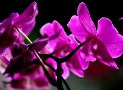 蝴蝶兰的花语有哪些？