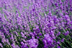 紫色薰衣草花语有哪些？