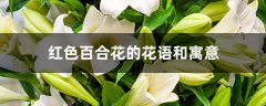 红色百合花的花语和寓意