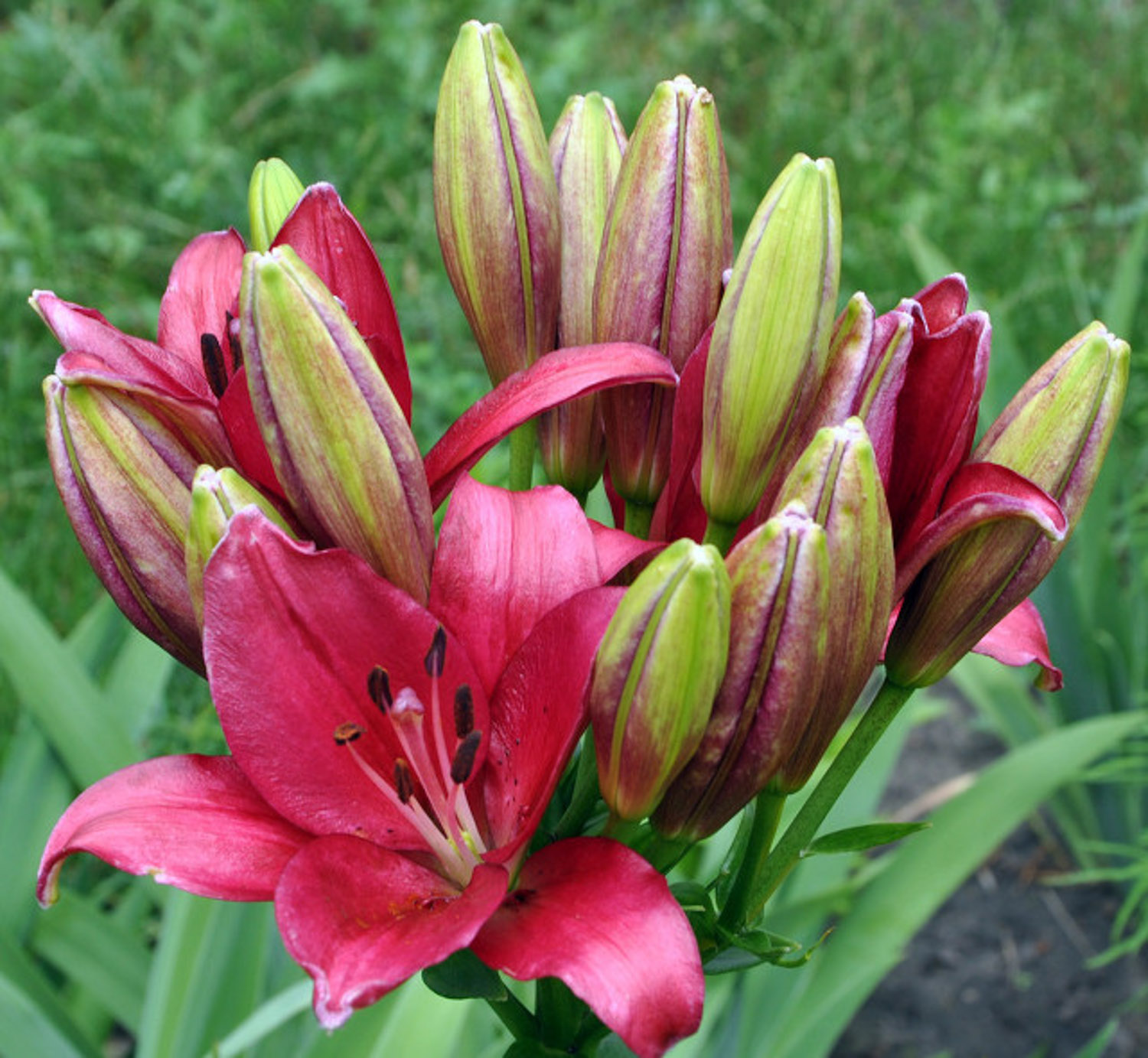 红色百合花的花语和寓意