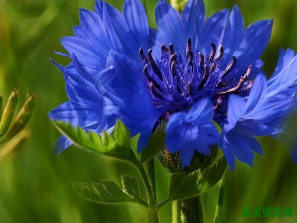 蓝色矢车菊开花时间和图片 矢车菊的花语寓意