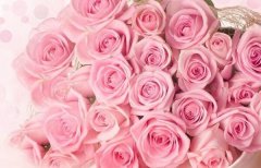 19粉玫瑰的花语有哪些？
