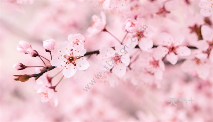 樱花的花语 樱花的花语是什么
