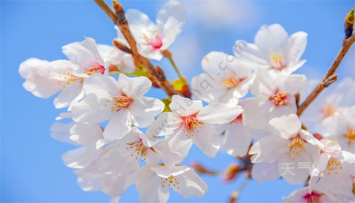 樱花的花语 樱花的花语是什么