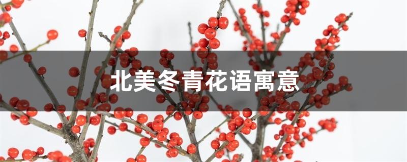 北美冬青花语寓意