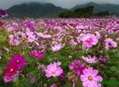 波斯菊开花时间和图片 波斯菊的花语寓意