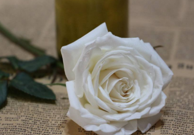 白玫瑰的花语是什么？来了解下这番说法