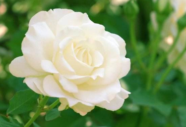 白玫瑰的花语是什么？来了解下这番说法