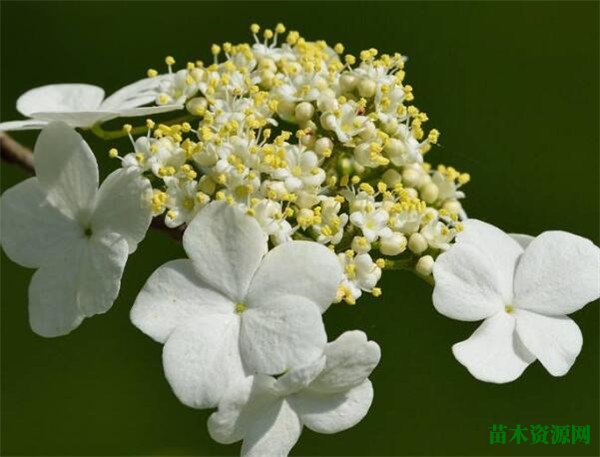 扬州琼花开花时间和图片 琼花花语寓意象征