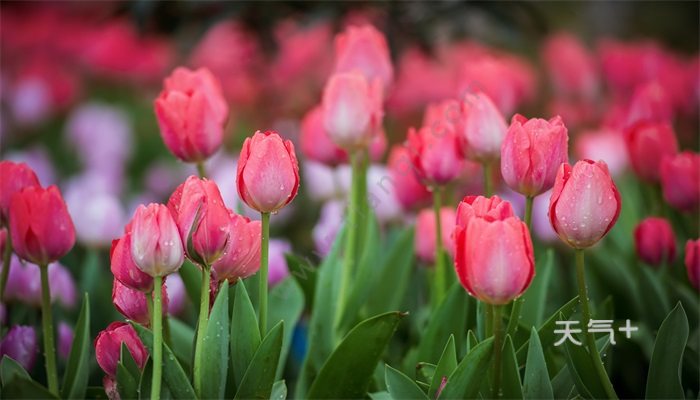 郁金香花语 郁金香的花语是什么